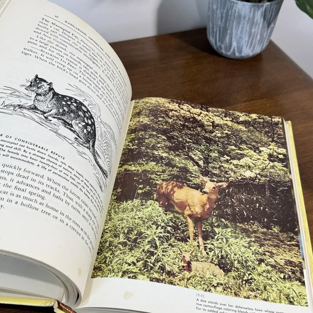 The Illustrated Encyclopedia of Animal Life Mammals Vol 1 Greystone Press 1952